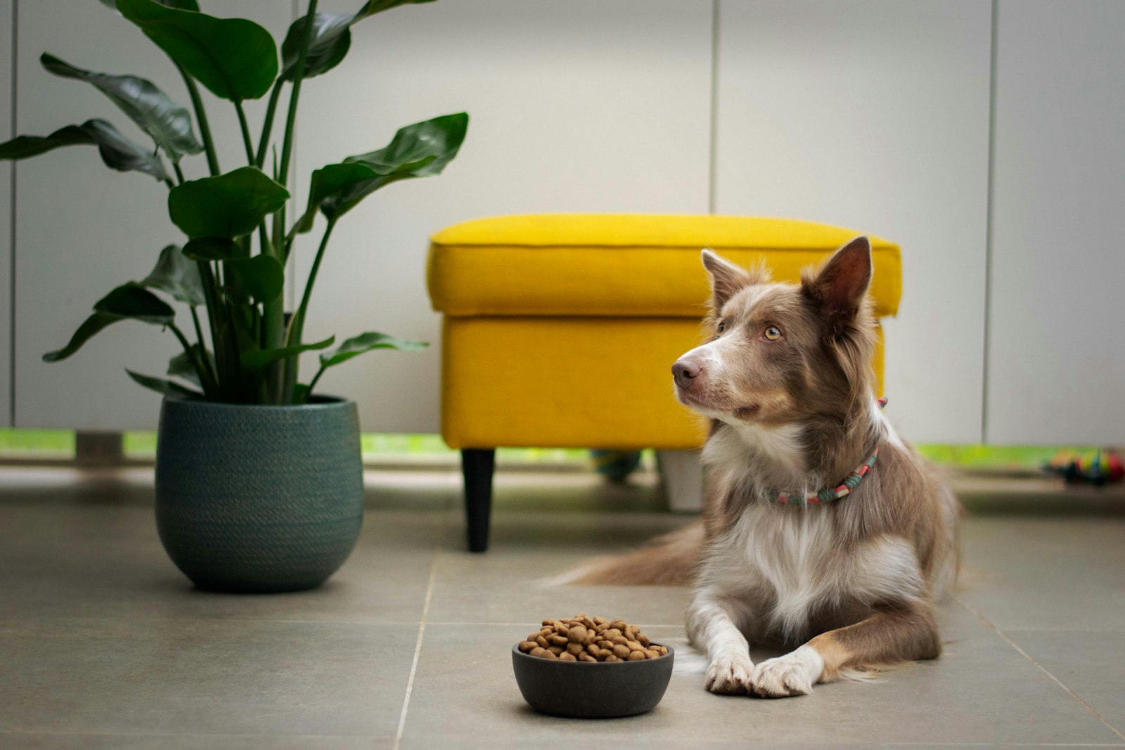 ドッグフードにトッピングした手作りごはんと犬