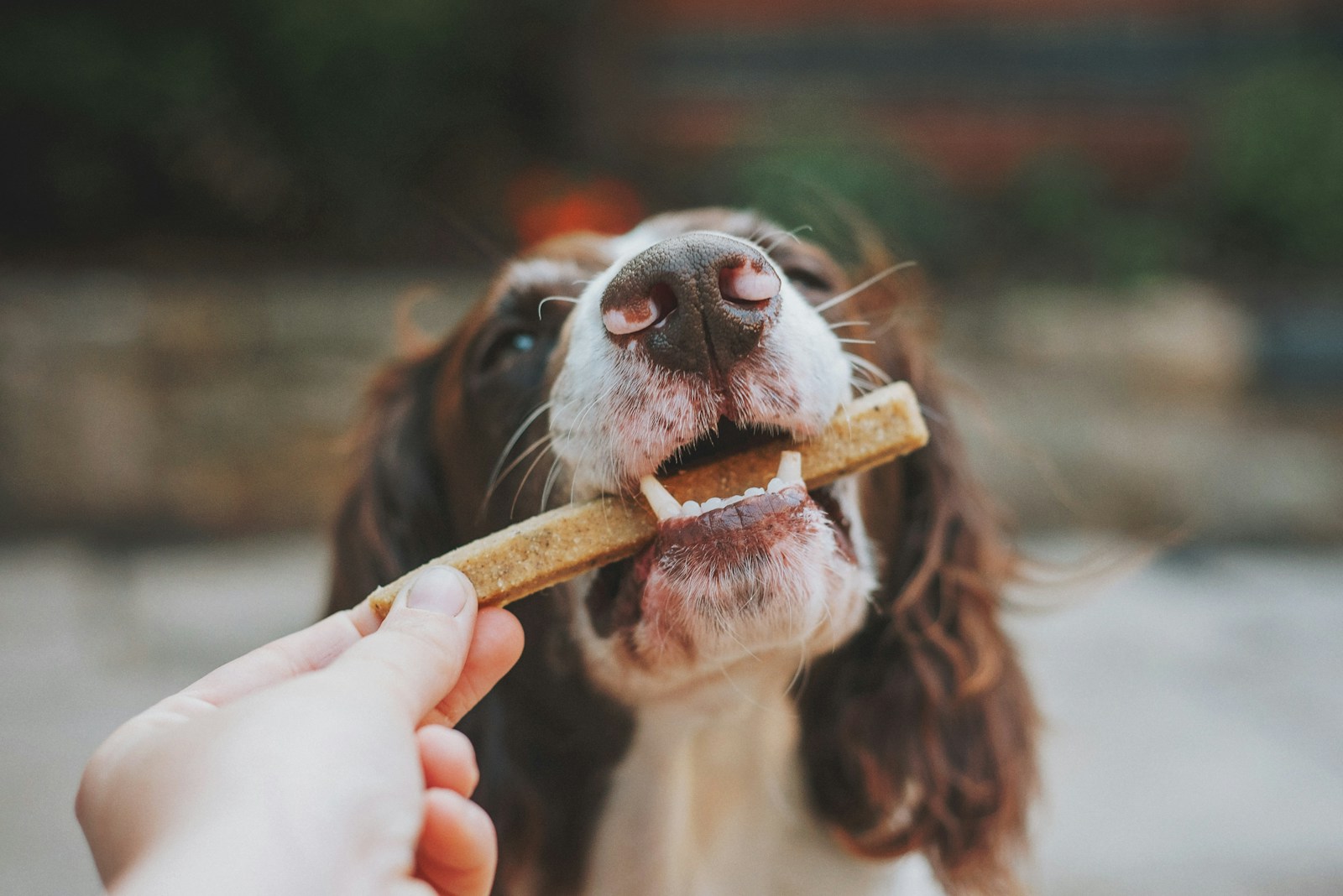 オスワリのトレーニングをする犬とおやつ
