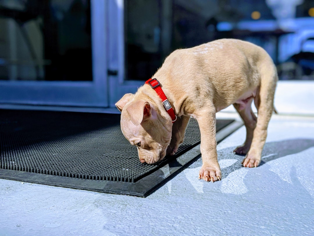 室内のトイレトレーで排泄を学ぶ子犬