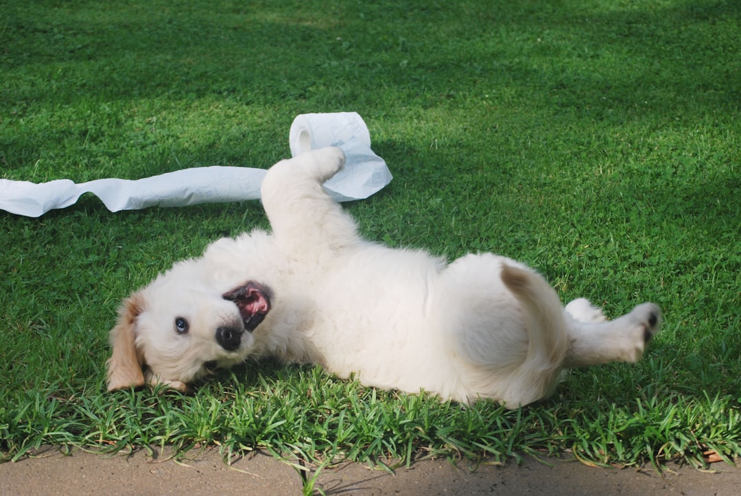 トイレシートの上の子犬
