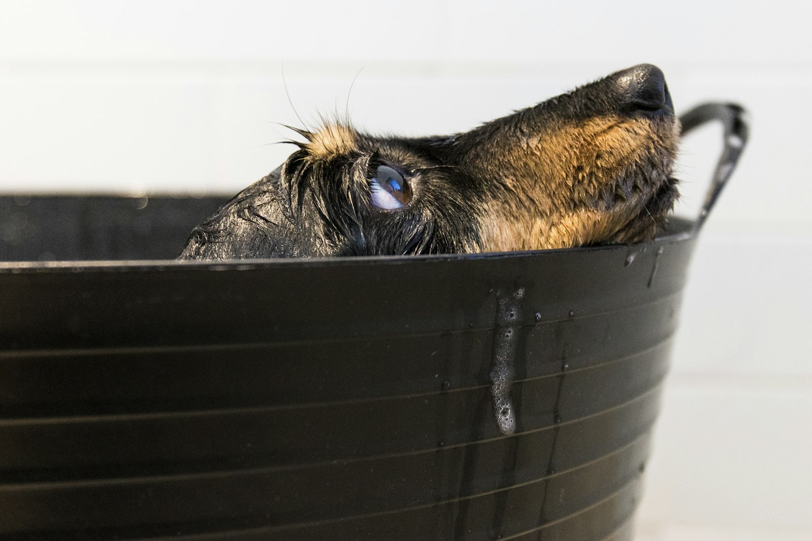 シャンプー中の犬