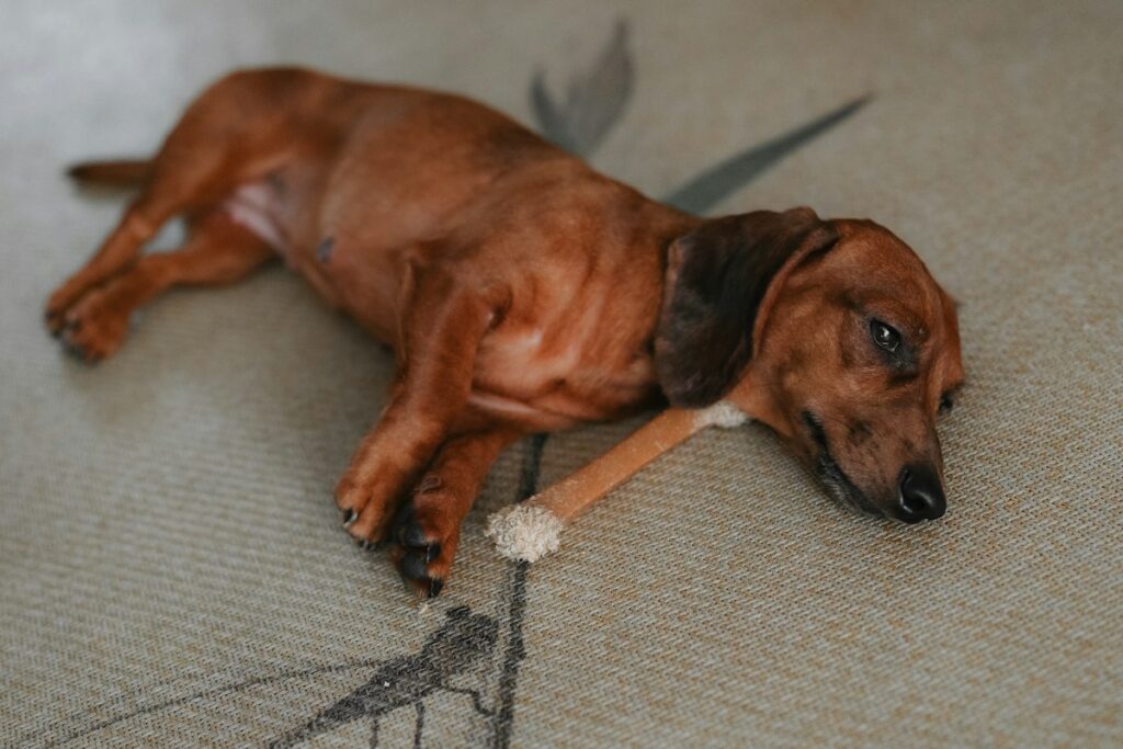 ラグの上で伏せているミニチュアダックスフンド｜犬の椎間板ヘルニアの初期症状