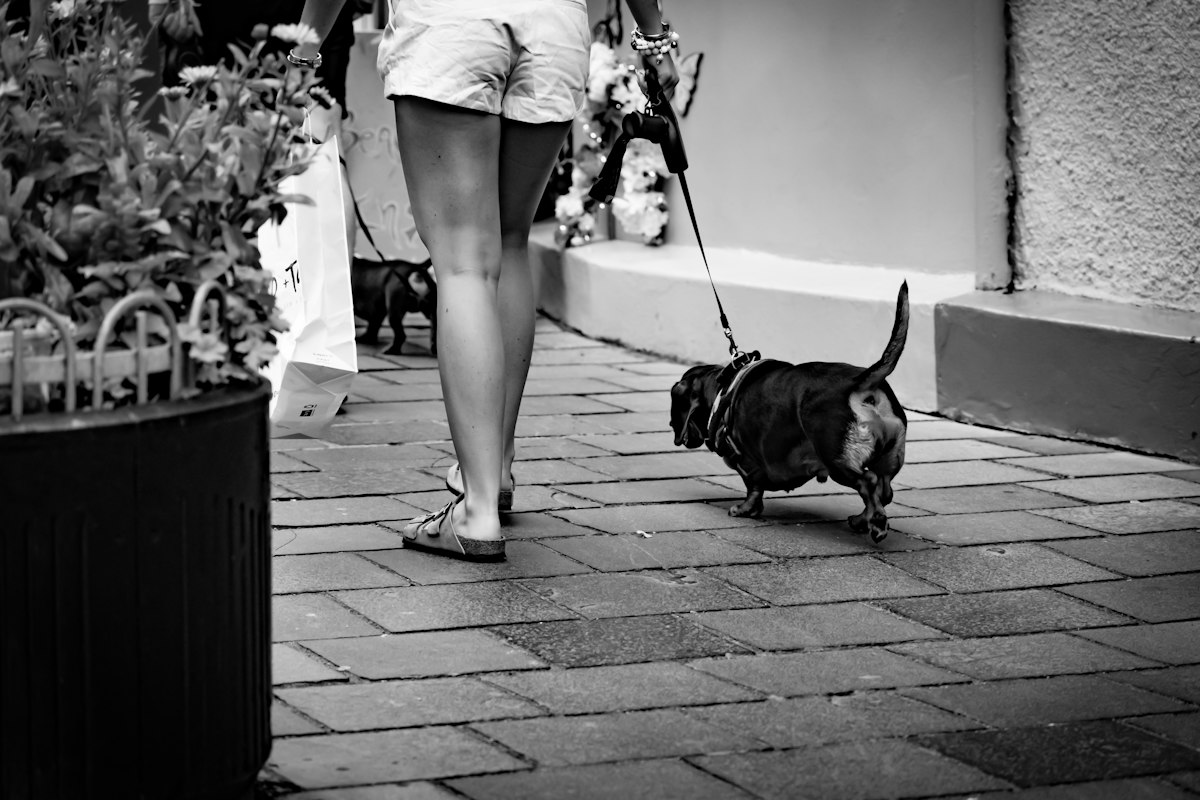 歩道でダックスフンドを散歩させる飼い主｜椎間板ヘルニアの再発予防と生活管理