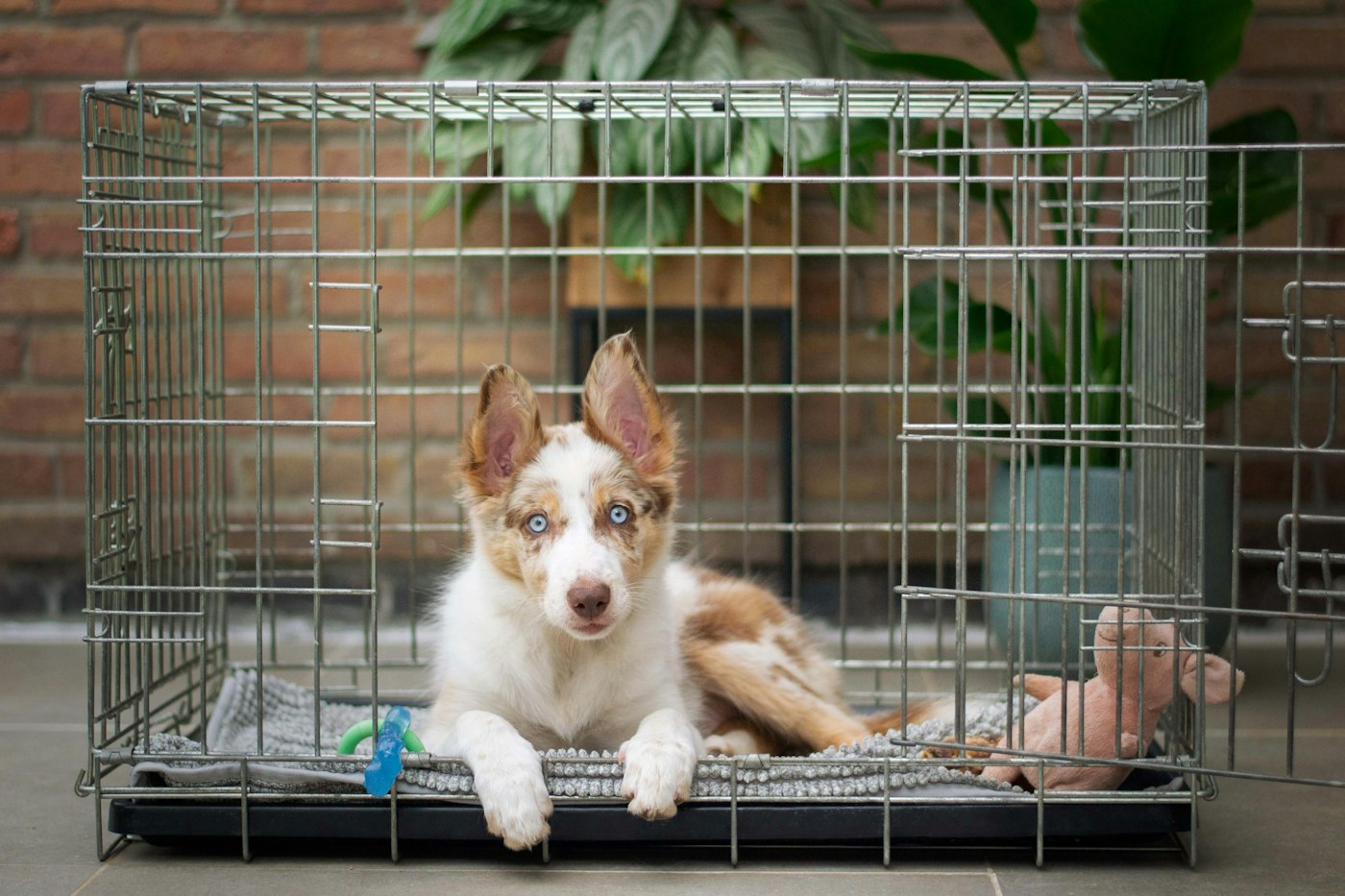 クレートで休む犬