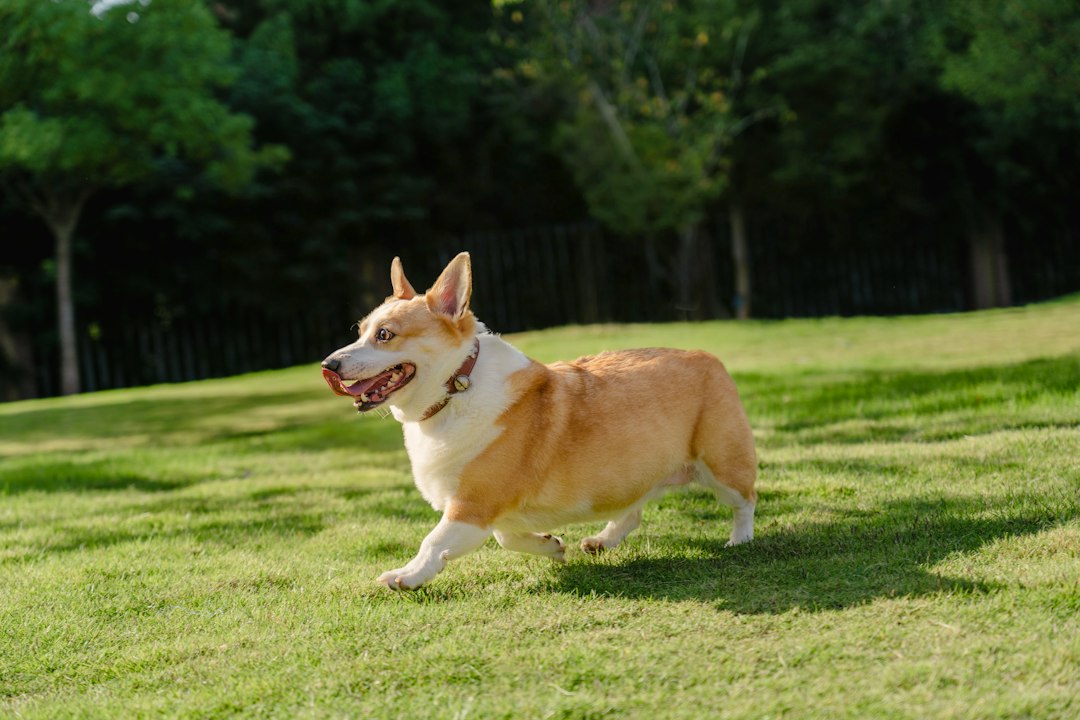 ドッグランを走る犬