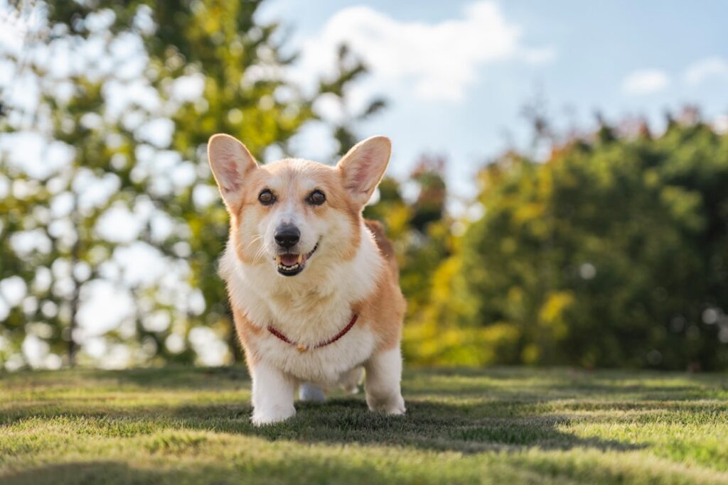 飼い主の呼び戻しに応えて駆け寄る犬