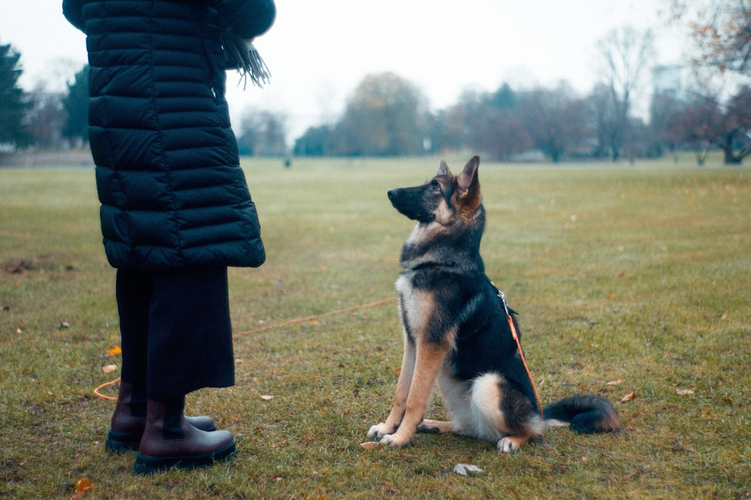 おやつを使った犬の呼び戻しトレーニング