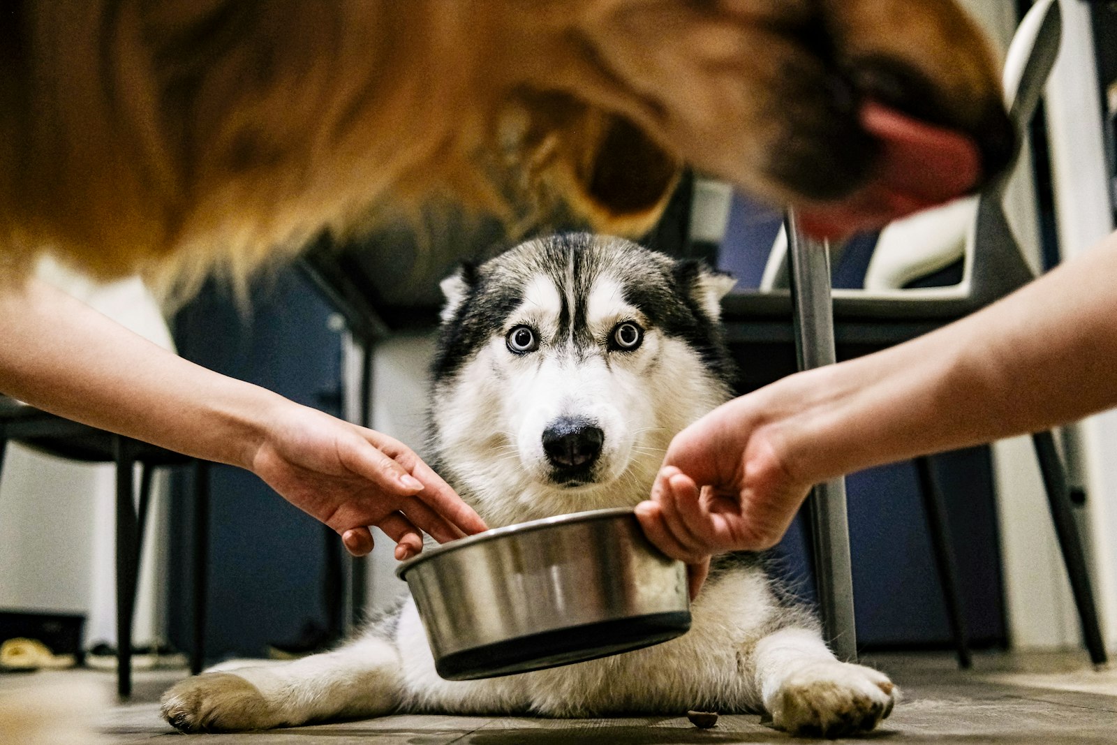 手から少量のヨーグルトを与えられる犬
