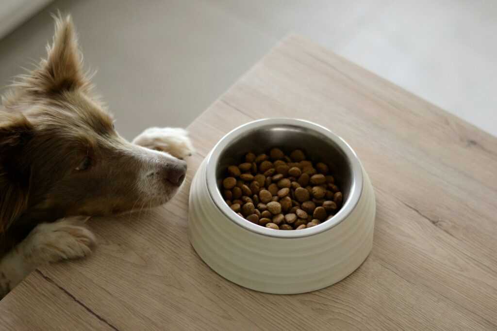 食器からごはんを食べる犬
