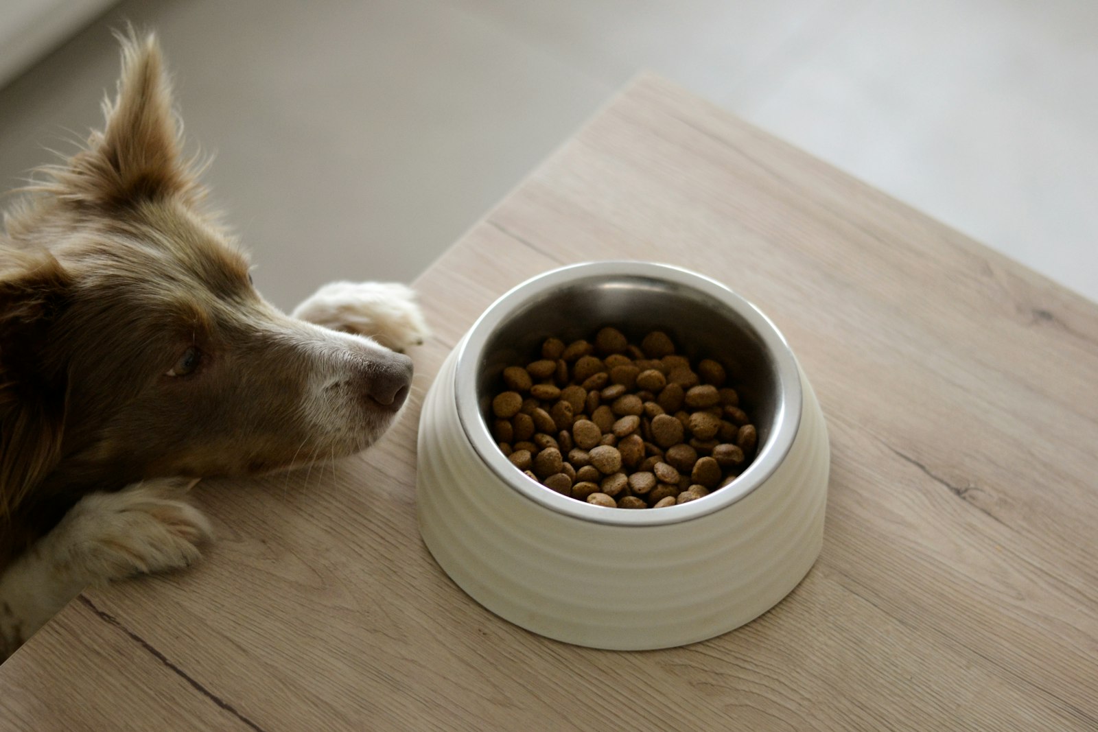 食器からごはんを食べる犬