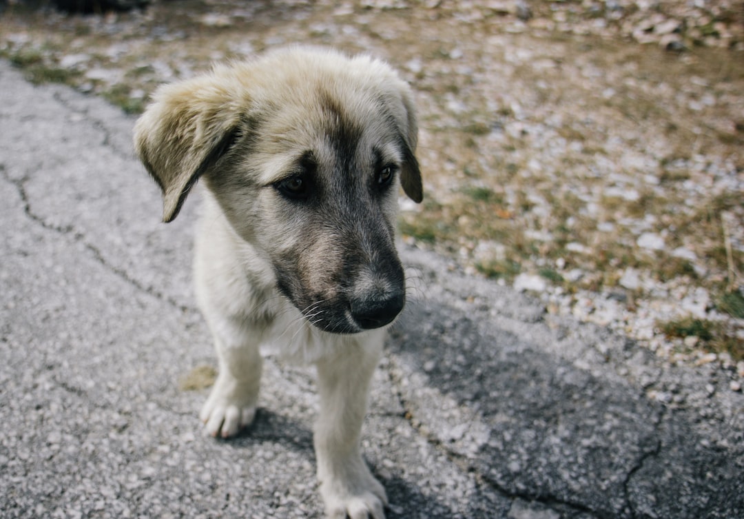 外を怖がる子犬