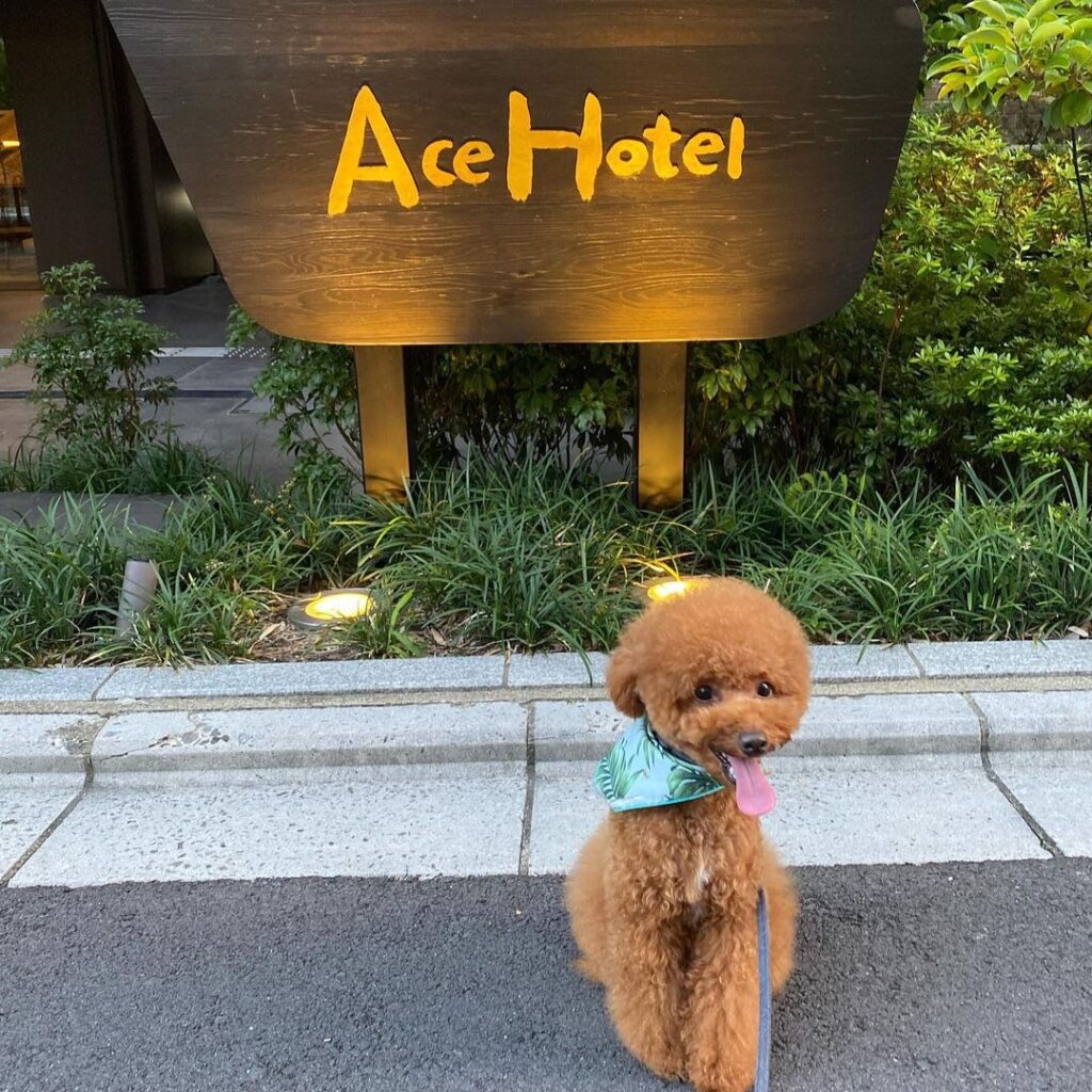 ペット可ACEホテル