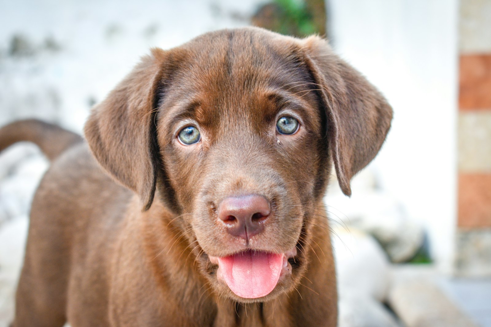 ラブラドールレトリバーの子犬