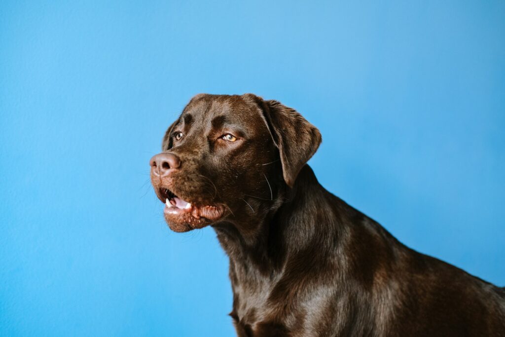 ラブラドールレトリバーの成犬