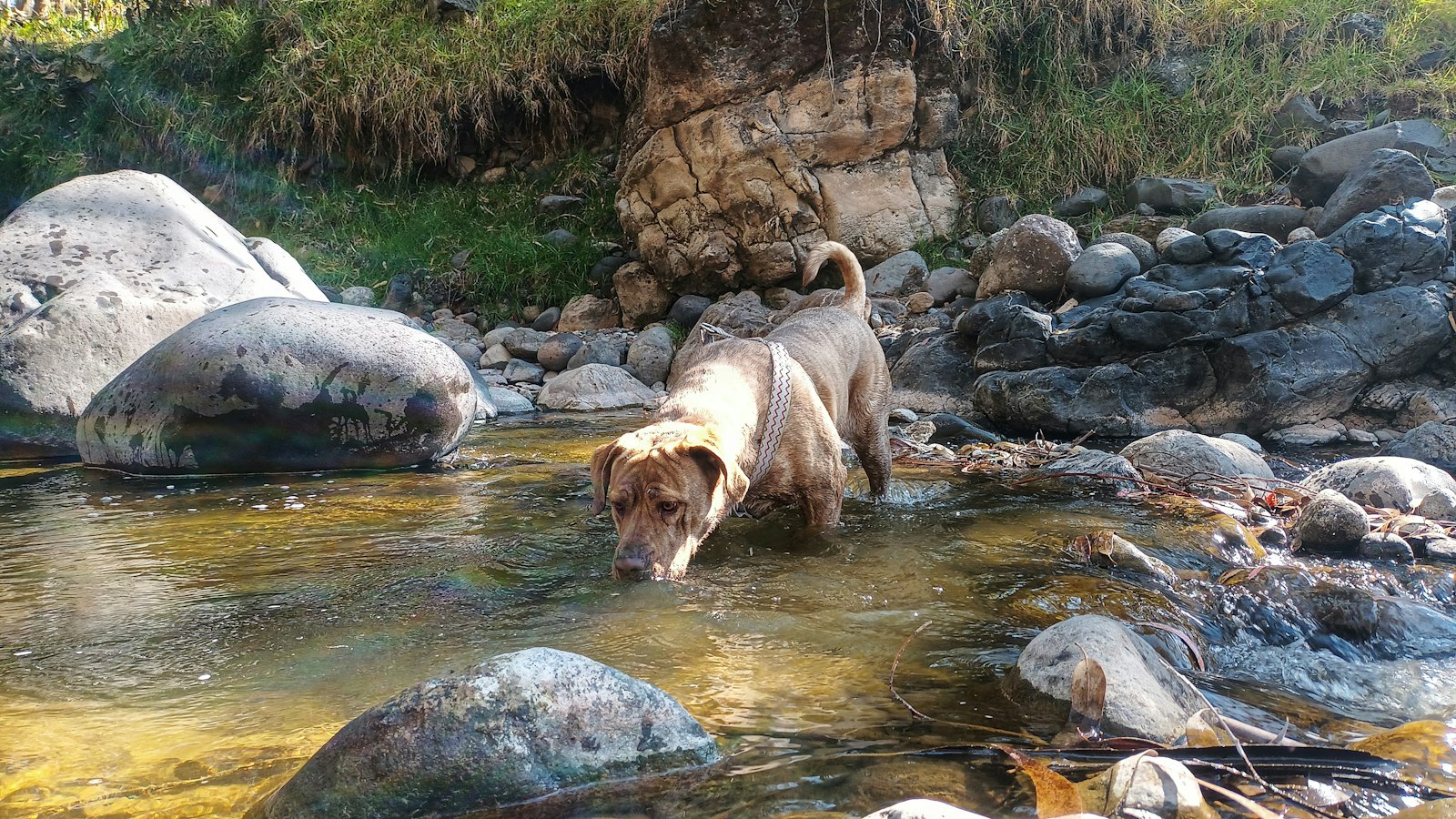 浅い小川の水を飲む犬。汚染された水の経口摂取はレプトスピラ症の主要な感染経路