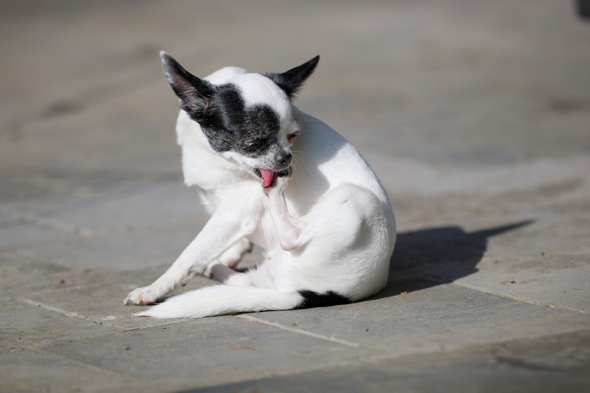 皮膚をなめる犬