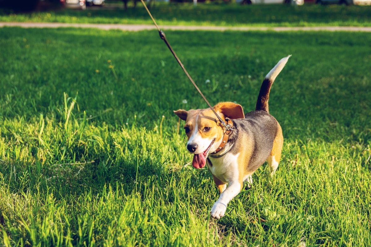 草むらを散歩する犬