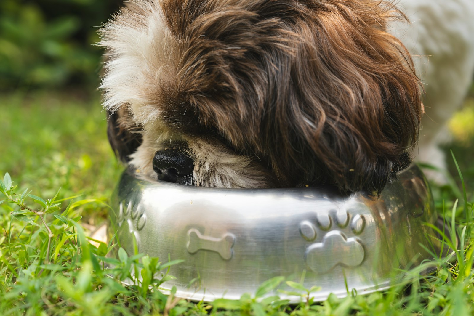 フードを食べる犬｜高脂血症対策の食事管理