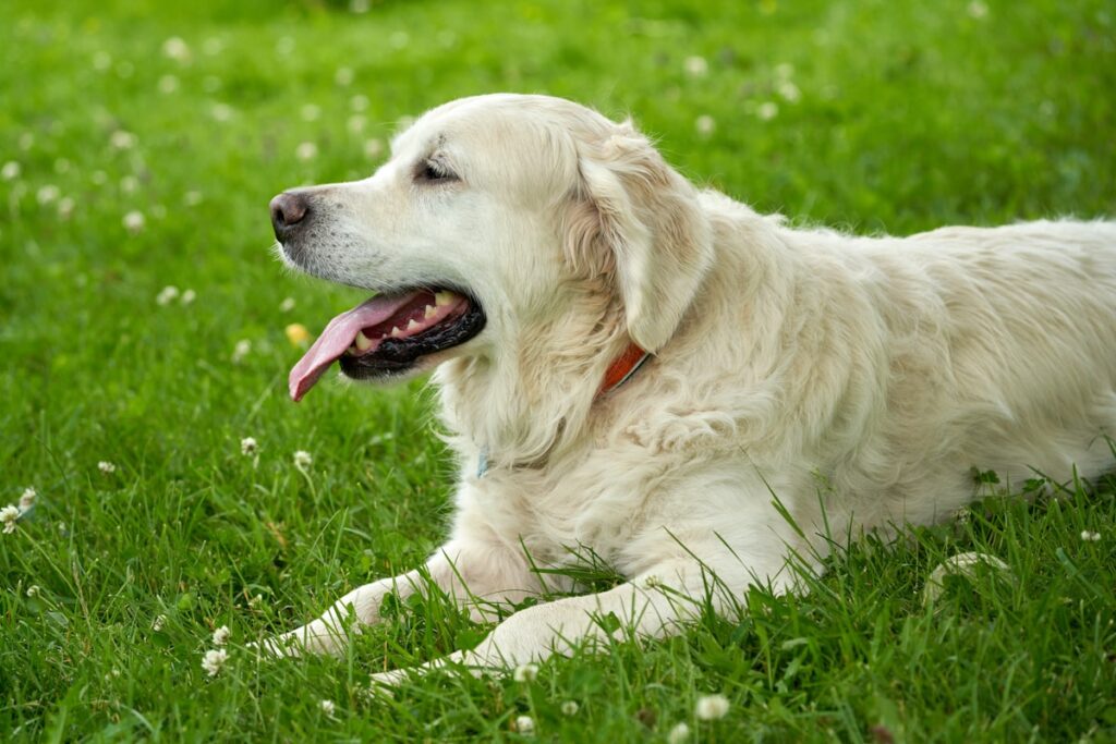 夏の暑さでぐったり休む犬