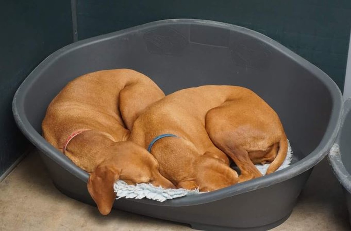 ペットホテルでくつろぐ2頭の犬