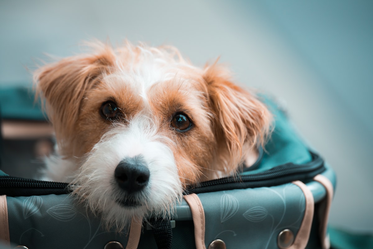 旅行前にソファでくつろぐ犬