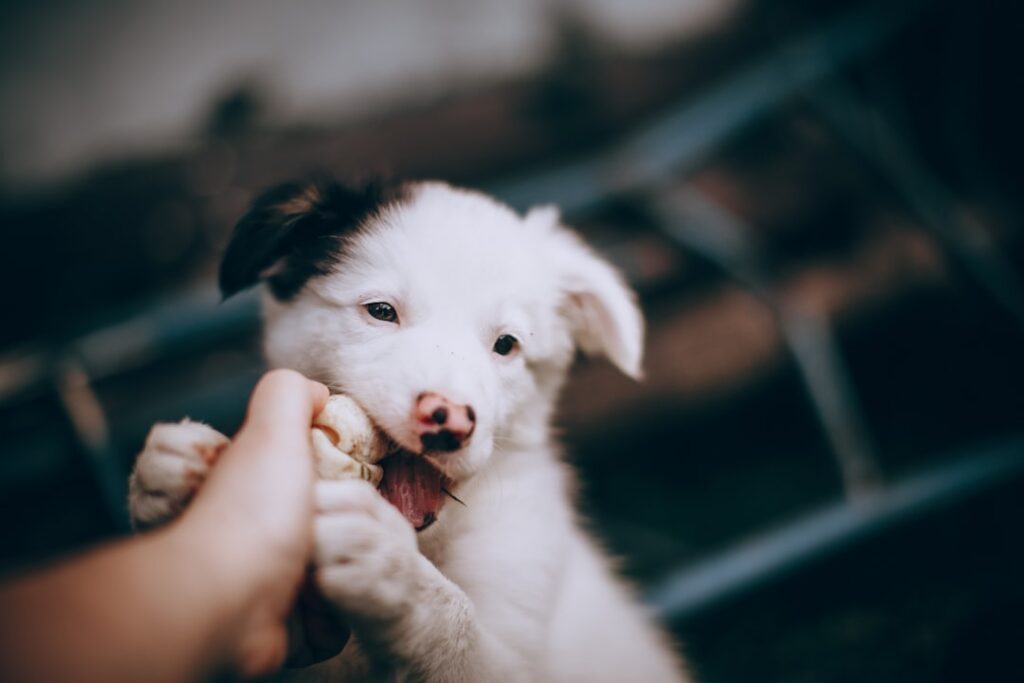 飼い主の手を甘噛みする子犬