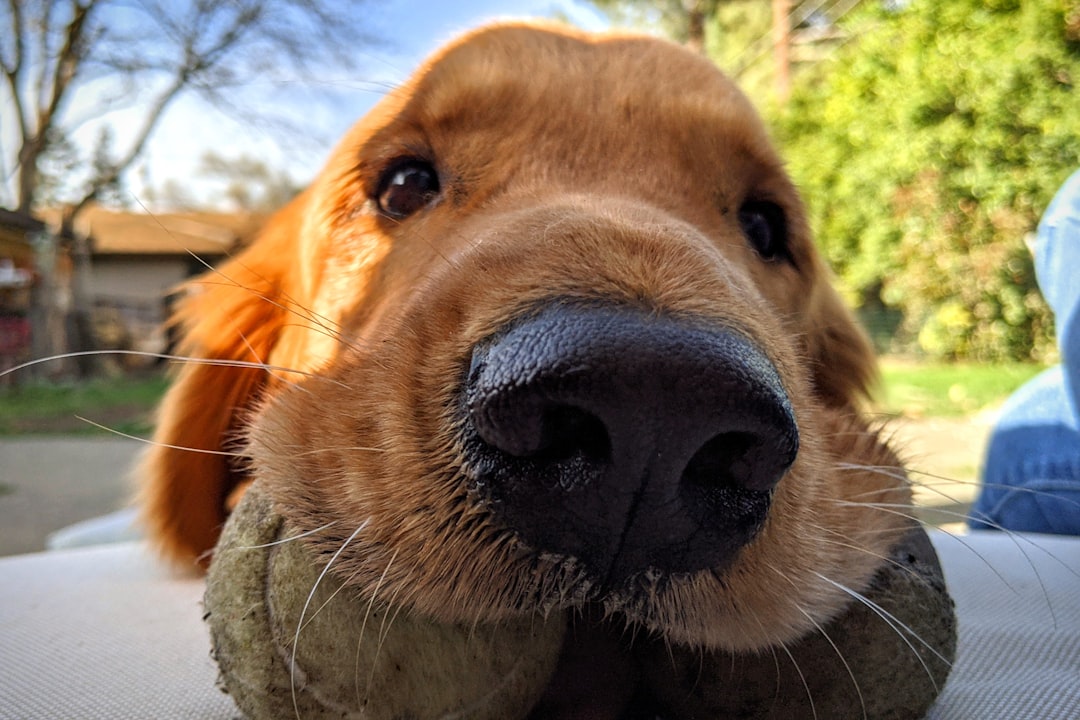 シニア期を迎えた老犬