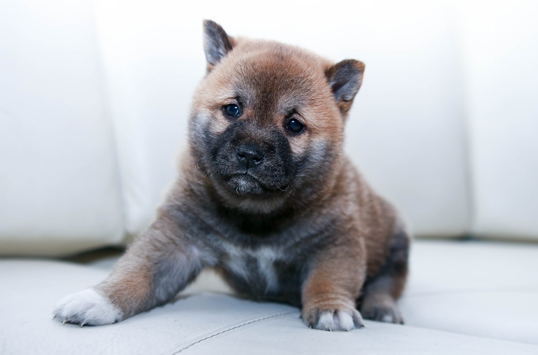 柴犬の子犬の社会化