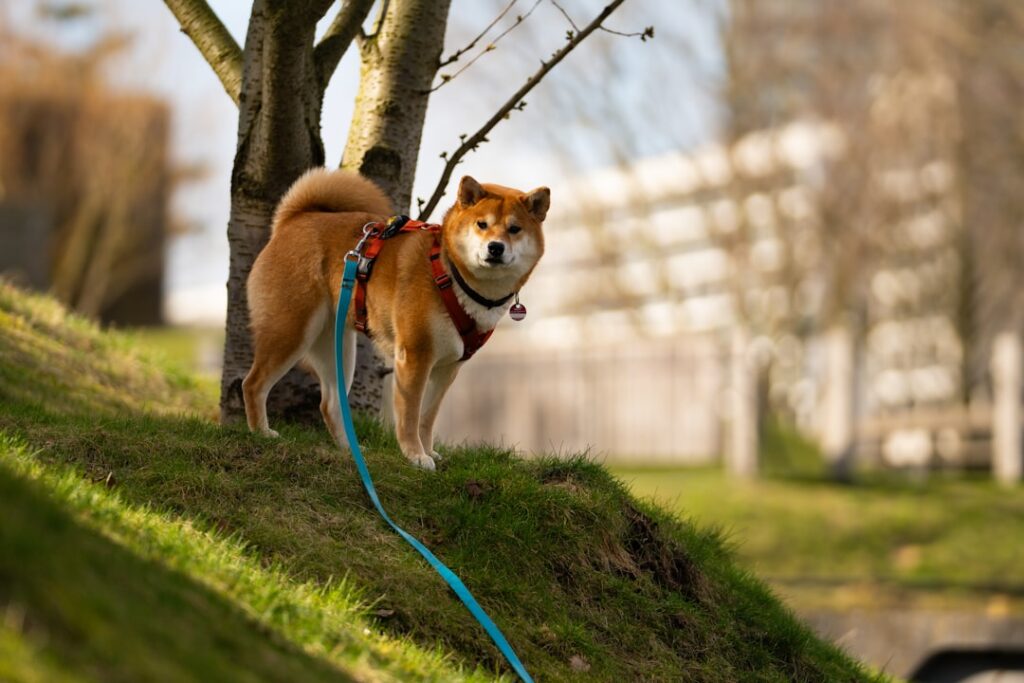 柴犬の性格と特徴