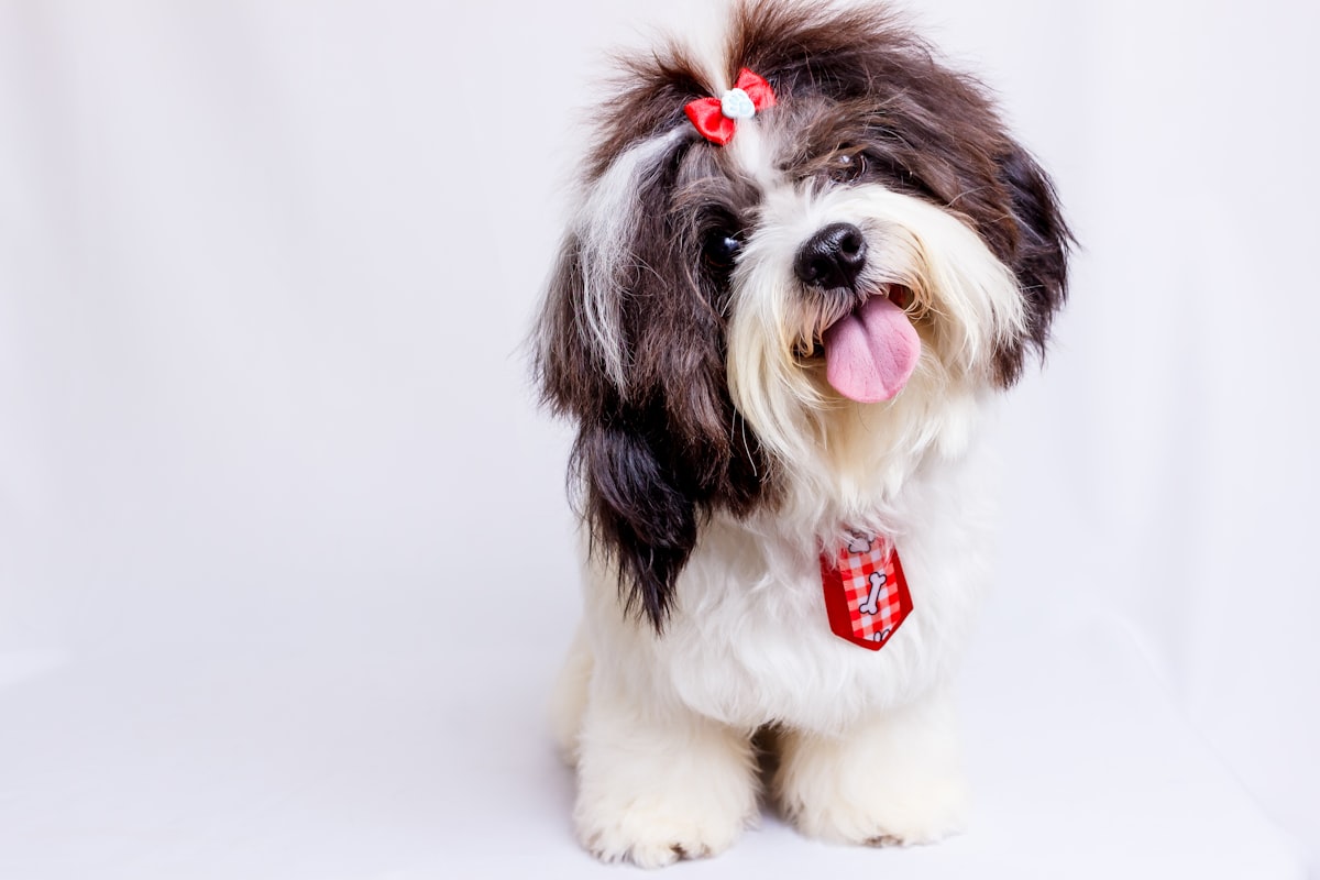 リボンをつけたシーズーの子犬