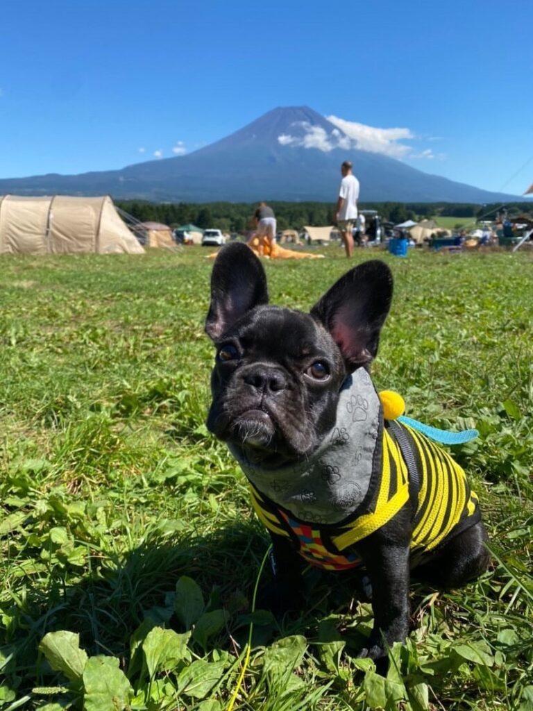 富士山の麓でキャンプ
