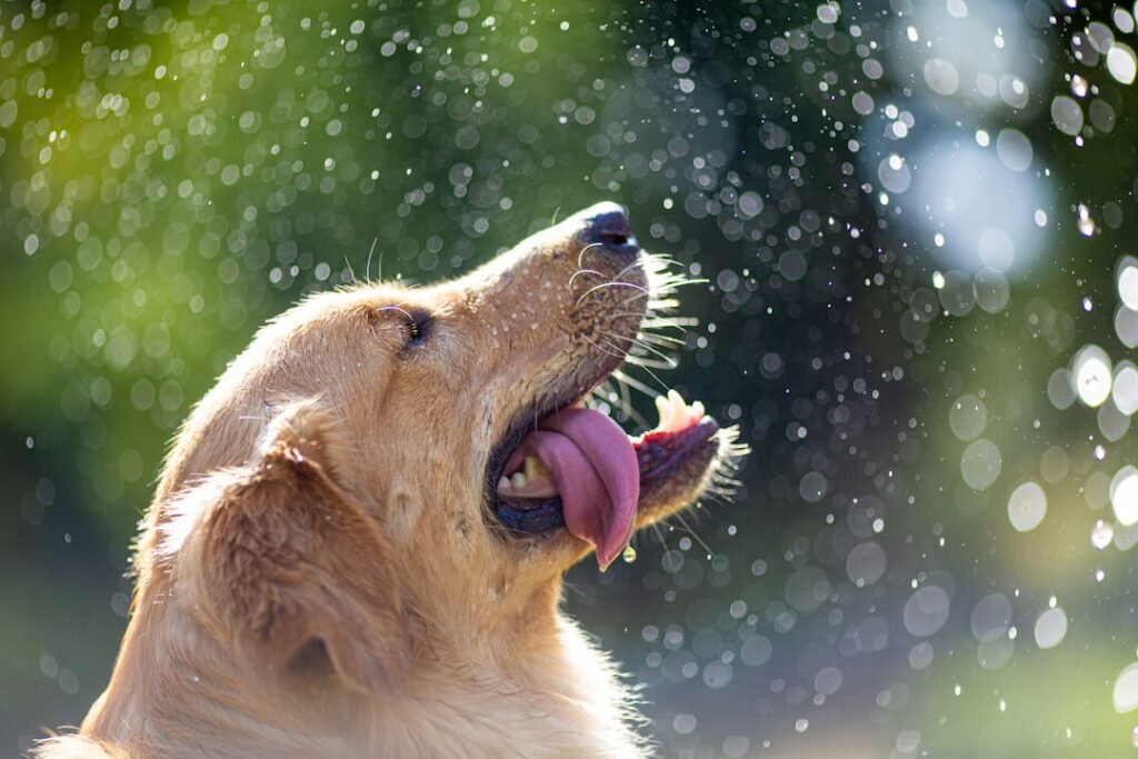 梅雨の雨に濡れる犬