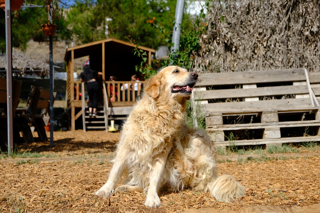 皮膚をかゆがる犬