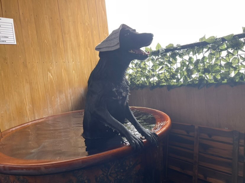 露天風呂を楽しむ犬