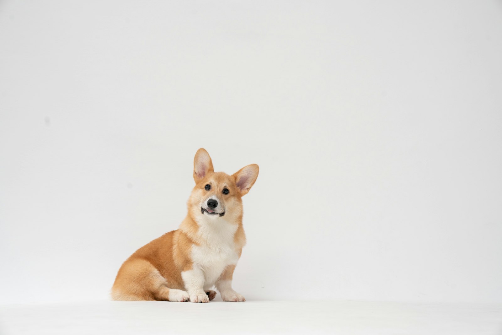ウェルシュ・コーギーの子犬