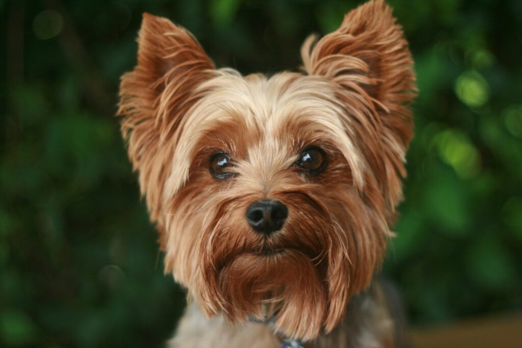 ヨークシャーテリアの成犬