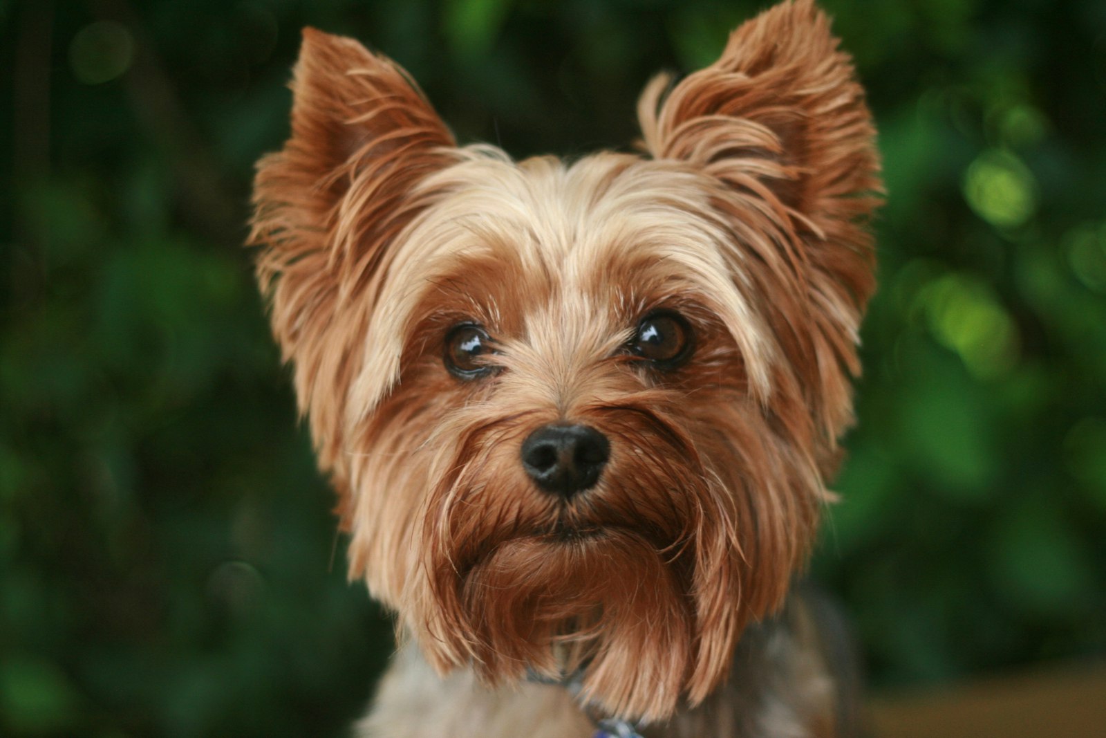 ヨークシャーテリアの成犬